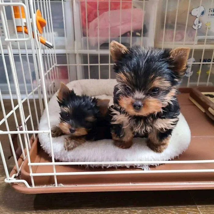 Teacup Yorkies For Sale Picture 3
