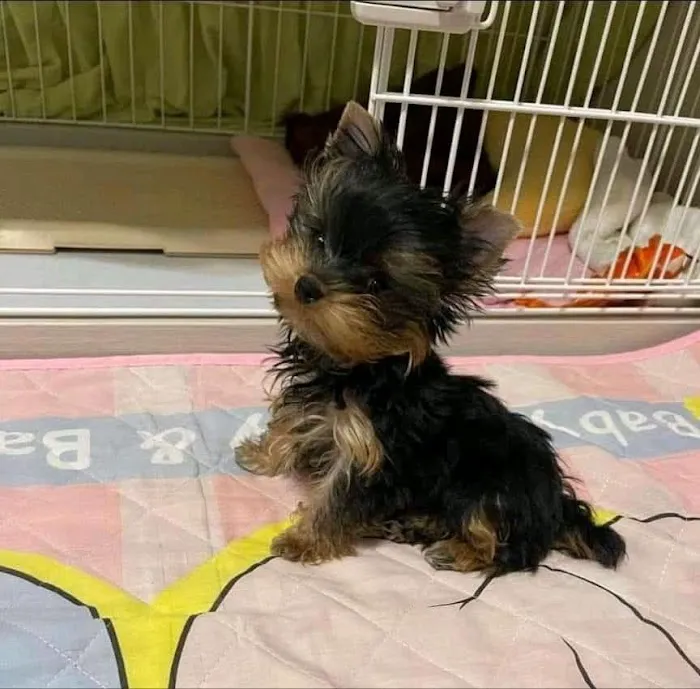 Teacup Yorkies For Sale Picture 5