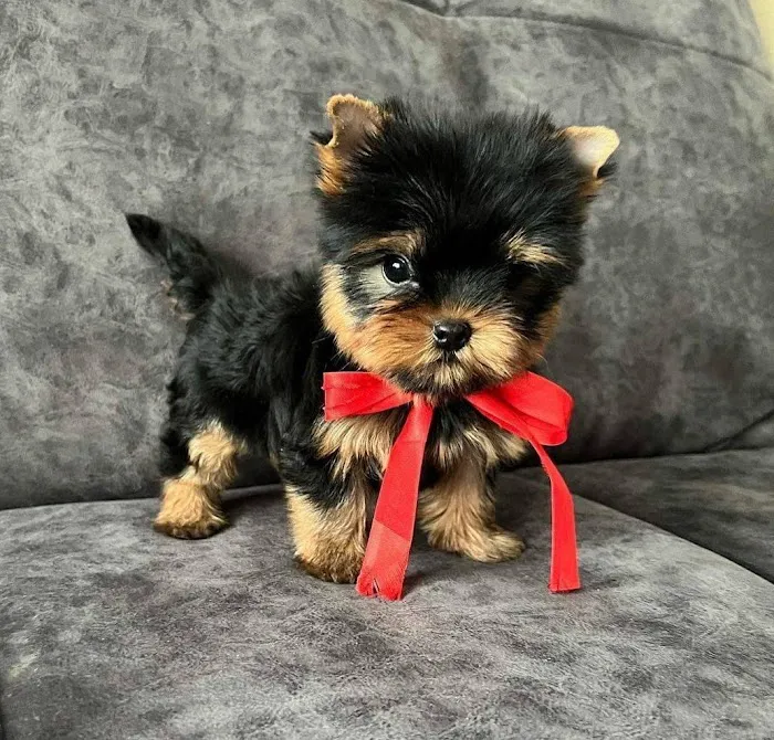 Teacup Yorkies For Sale Picture 6