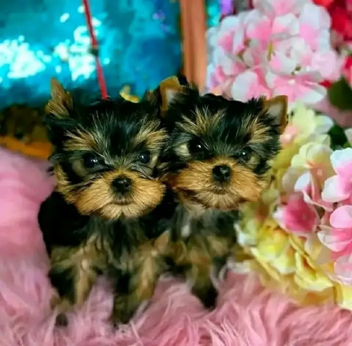 Teacup Yorkies For Sale Picture 1