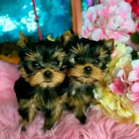 Teacup Yorkies For Sale ico