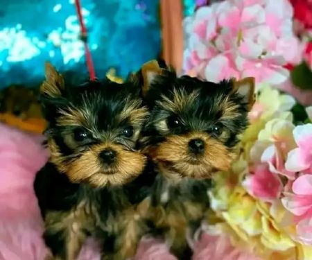 Teacup Yorkies For Sale