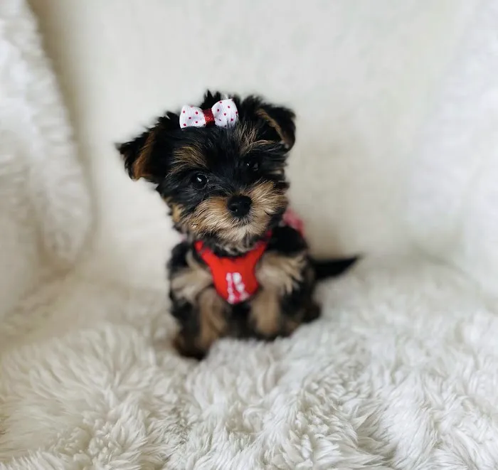 Teacup Yorkies For Sale Picture 2