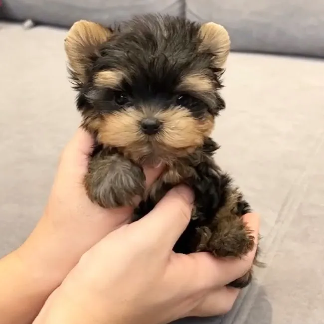 Teacup Yorkies For Sale Picture 8