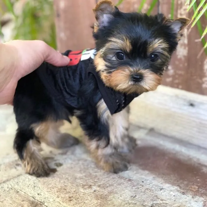 Teacup Yorkies For Sale Picture 9