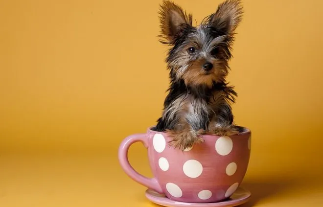 Teacup Yorkies For Sale Picture 7