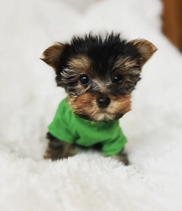 Teacup Yorkies For Sale Picture 10