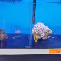 Richmond Aquarium LLC ico