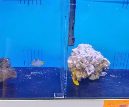Richmond Aquarium LLC