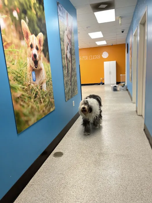 VCA Neshaminy Animal Hospital Picture 6