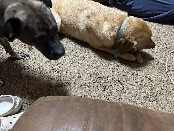 VCA Neshaminy Animal Hospital Picture 7