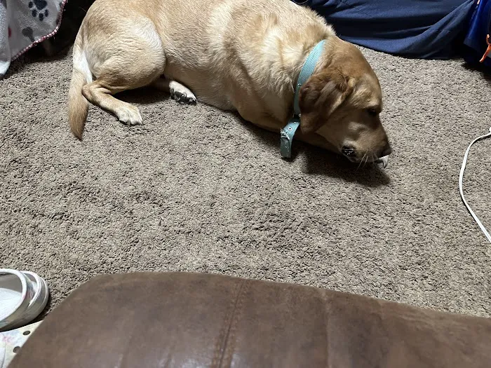 VCA Neshaminy Animal Hospital Picture 9