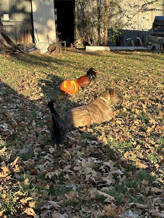 VCA Neshaminy Animal Hospital Picture 8