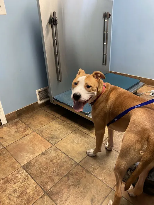 VCA Neshaminy Animal Hospital Picture 12