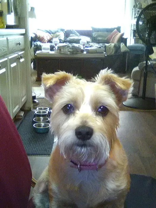 VCA Neshaminy Animal Hospital Picture 14