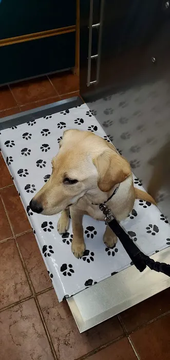 Larchmont Animal Hospital Picture 3