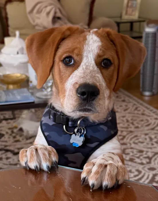 Larchmont Animal Hospital Picture 2