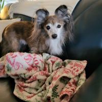 Larchmont Animal Hospital ico