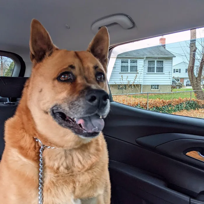 Larchmont Animal Hospital Picture 8