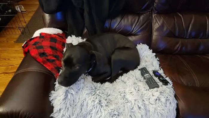 Larchmont Animal Hospital Picture 10