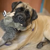 Red Bank Veterinary Hospital - Mt. Laurel ico