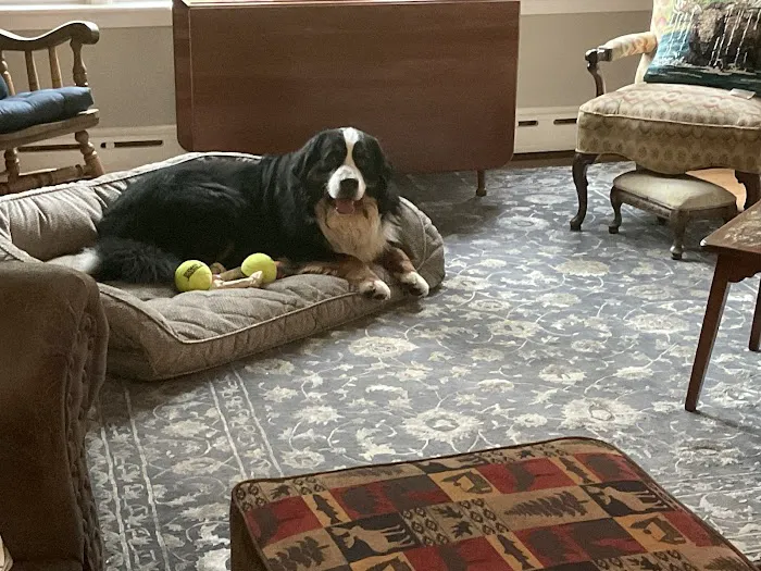 Red Bank Veterinary Hospital - Mt. Laurel Picture 9