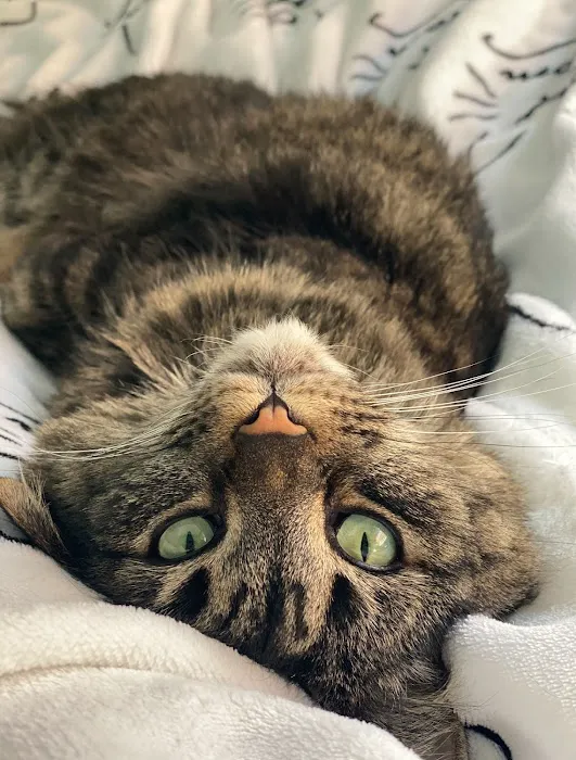 Red Bank Veterinary Hospital - Mt. Laurel Picture 10