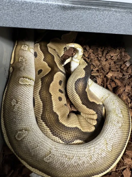 Hirsch Captive Bred Ball Pythons Picture 1