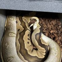 Hirsch Captive Bred Ball Pythons ico