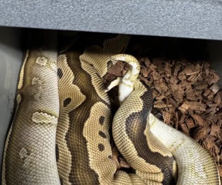 Hirsch Captive Bred Ball Pythons