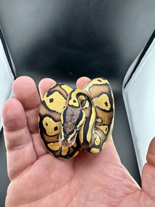 Hirsch Captive Bred Ball Pythons Picture 4