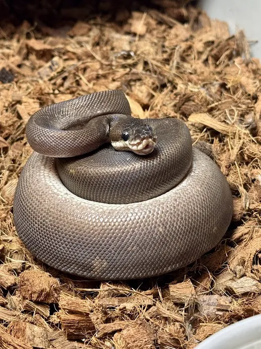 Hirsch Captive Bred Ball Pythons Picture 6