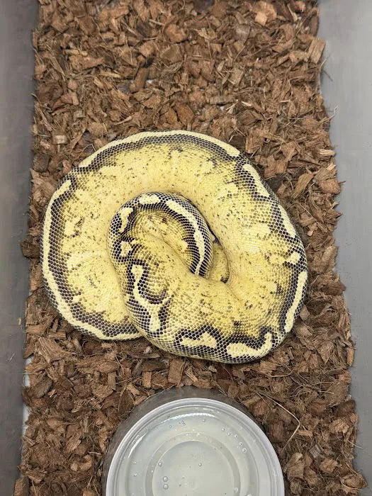 Hirsch Captive Bred Ball Pythons Picture 8
