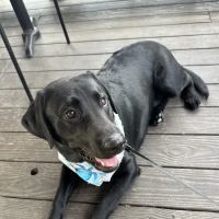 Break Of Dawn Farm and Kennels ico