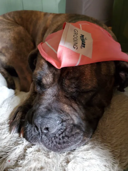 Banfield Pet Hospital Picture 5