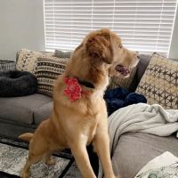 Whiskerful (E-commerce Pet Accessories) ico
