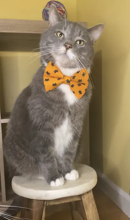 Whiskerful (E-commerce Pet Accessories) Picture 3