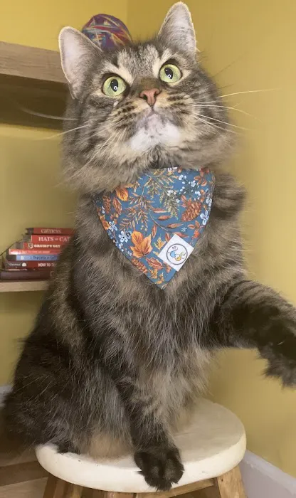 Whiskerful (E-commerce Pet Accessories) Picture 4