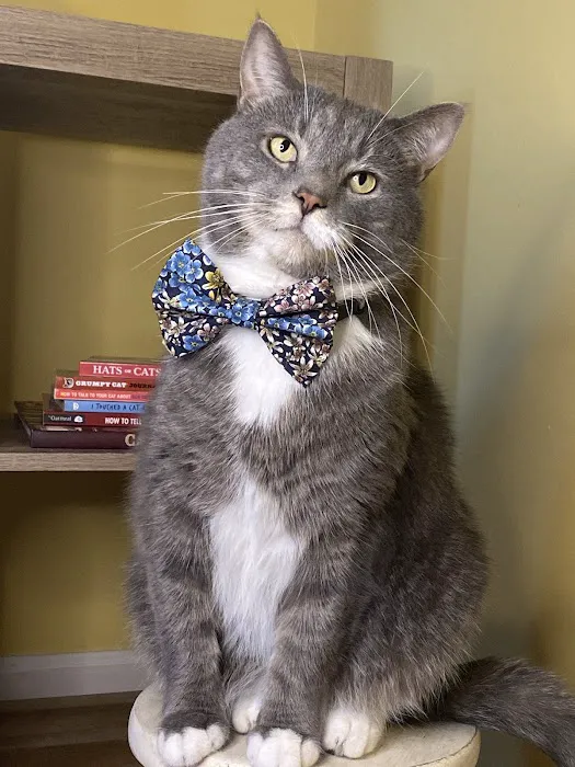 Whiskerful (E-commerce Pet Accessories) Picture 5