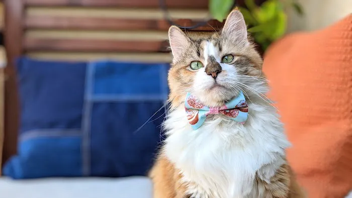 Whiskerful (E-commerce Pet Accessories) Picture 7
