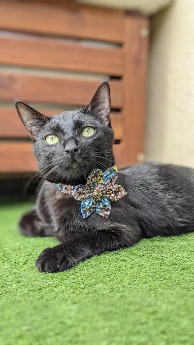 Whiskerful (E-commerce Pet Accessories) Picture 9