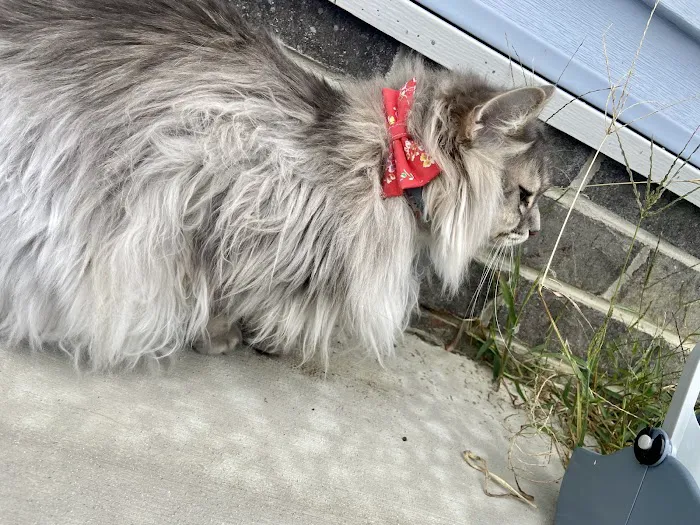 Whiskerful (E-commerce Pet Accessories) Picture 8
