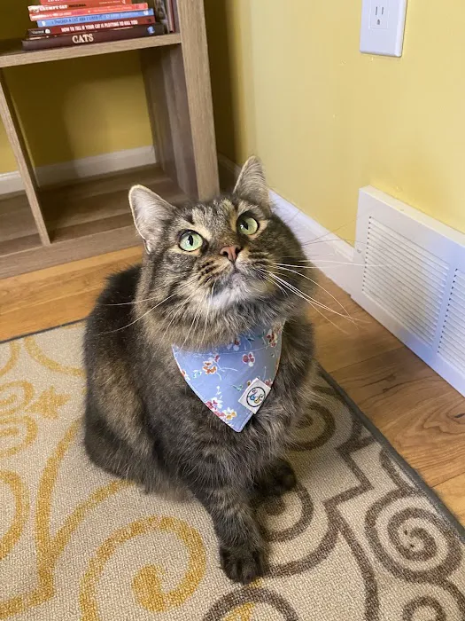 Whiskerful (E-commerce Pet Accessories) Picture 10