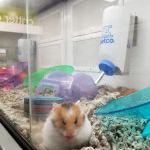 Petco