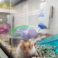 Petco ico