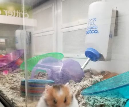 Petco