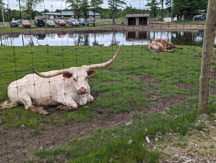 Merrifield Rebecca DVM at Mt Laurel Animal Hospital Picture 1