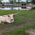 Merrifield Rebecca DVM at Mt Laurel Animal Hospital