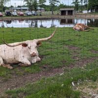 Merrifield Rebecca DVM at Mt Laurel Animal Hospital ico