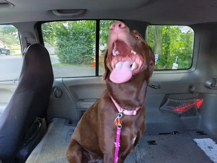 Merrifield Rebecca DVM at Mt Laurel Animal Hospital Picture 5